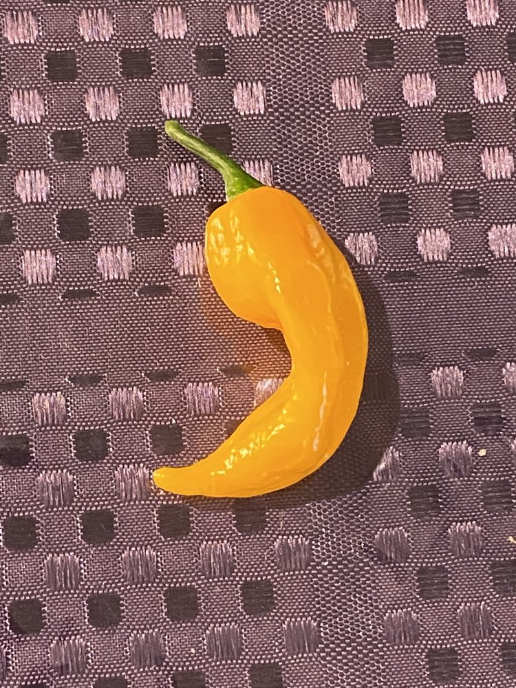 Fatalii aus dem Projekt Real Fatalii
