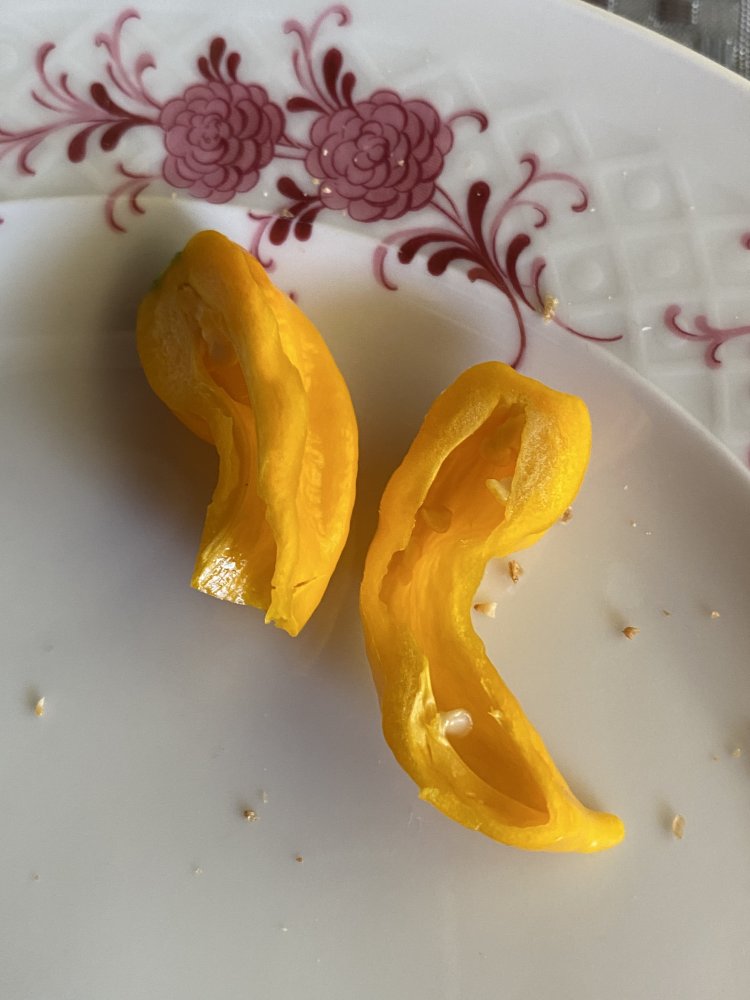 Fatalii aus dem Projekt Real Fatalii