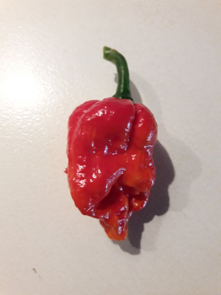 Fatalii Gourmet Jigsaw (2)