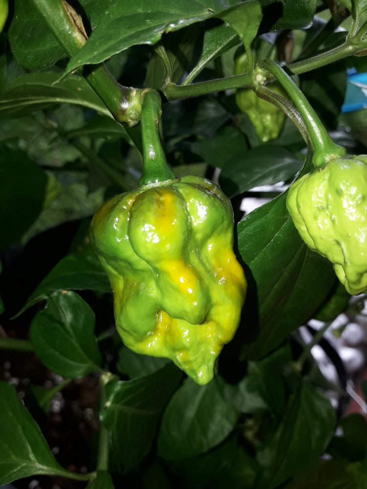 Fatalii Gourmet Jigsaw