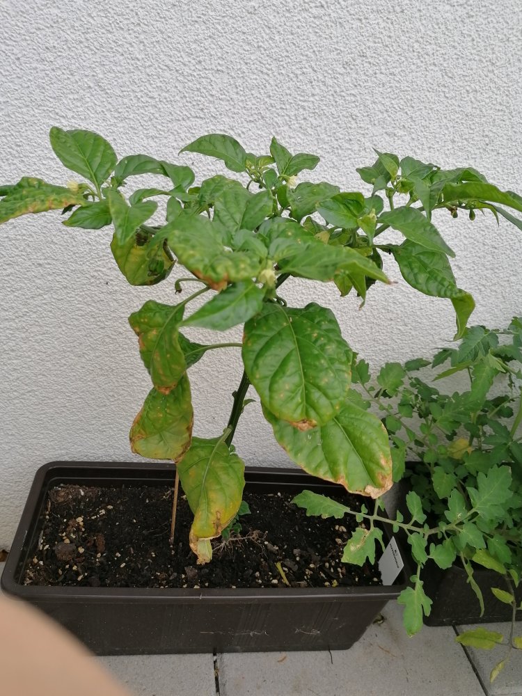 Fatalii Red prime.jpg