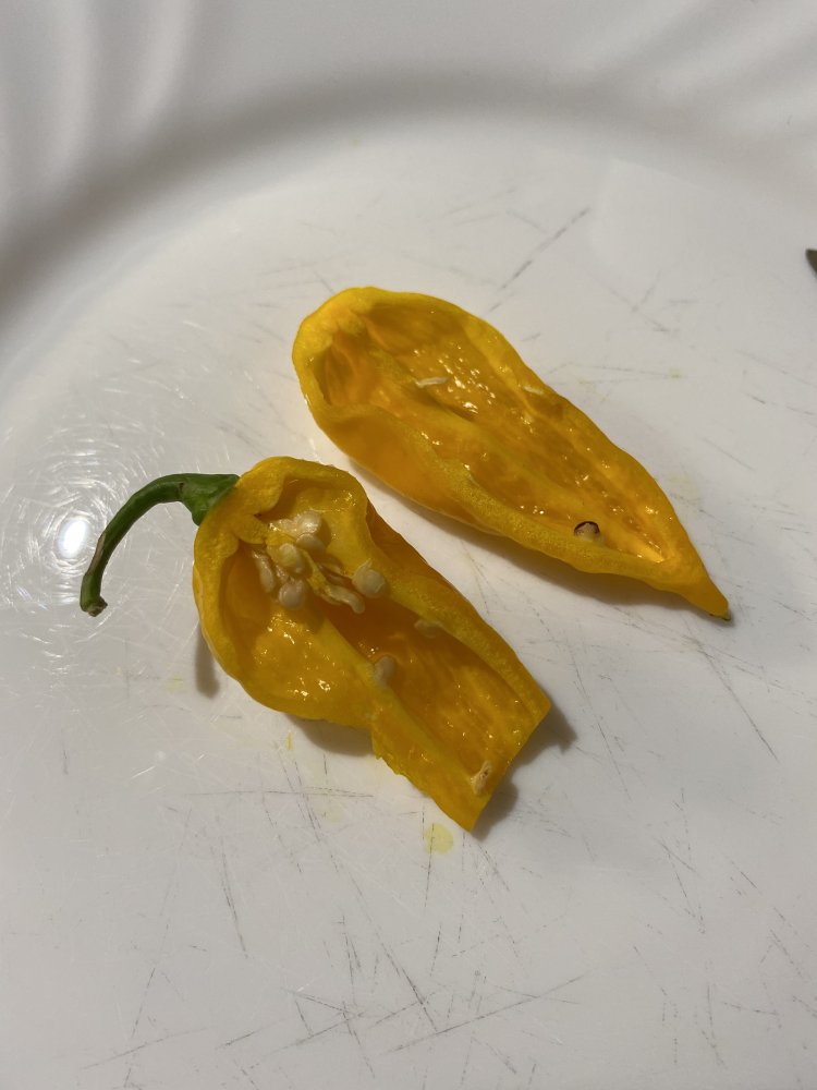 Fatalii Reimer Seeds