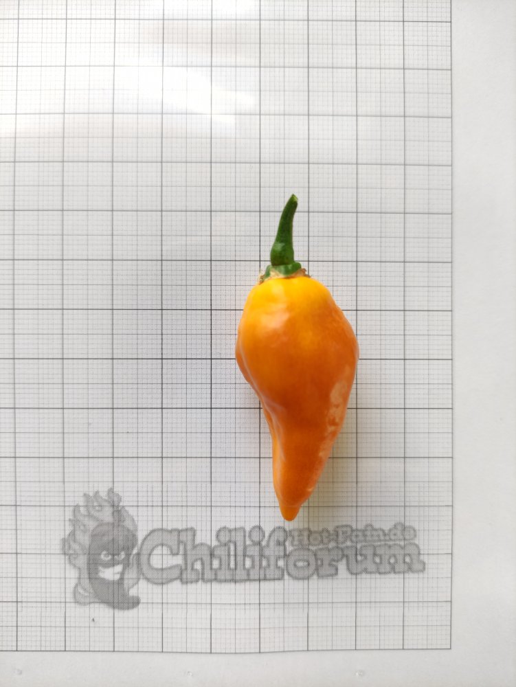Fatalii X Pimenta lisa.jpg