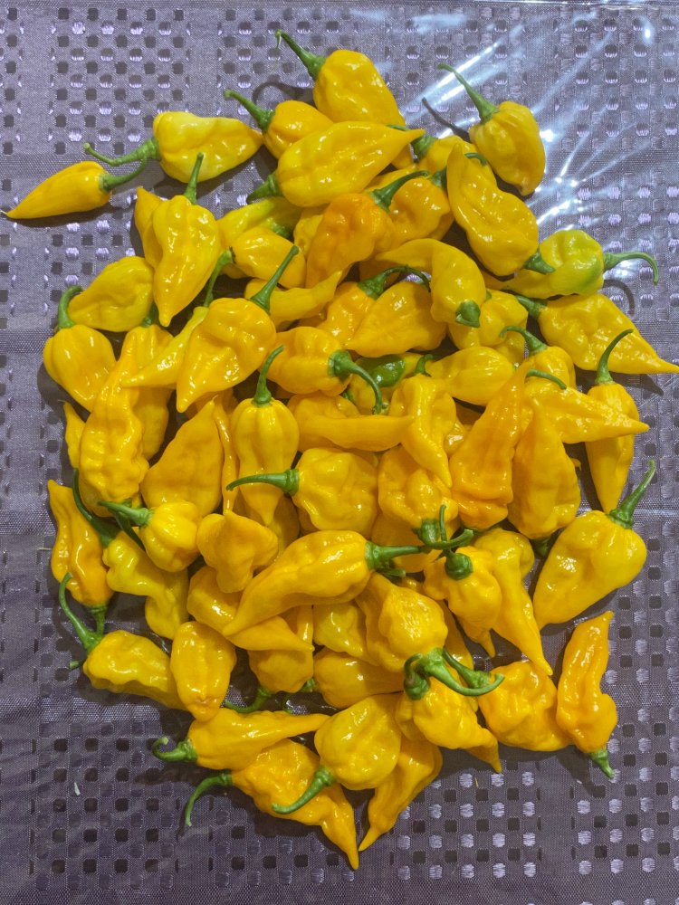 Fatalii