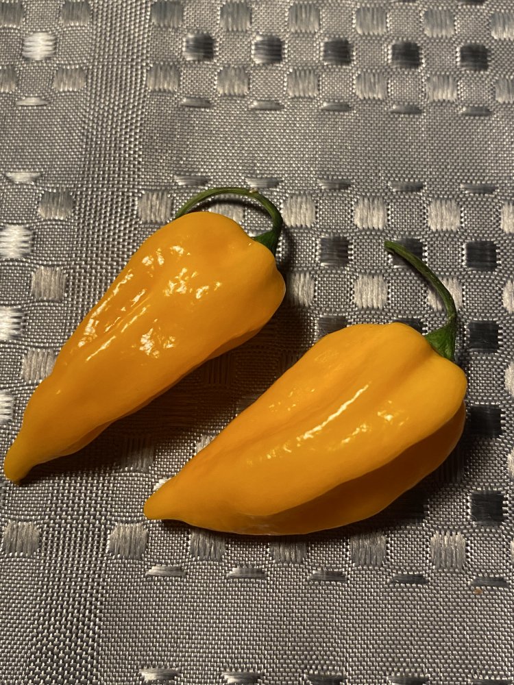 „Fatalii“