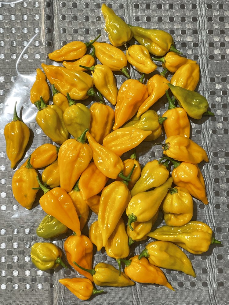 Fatalii