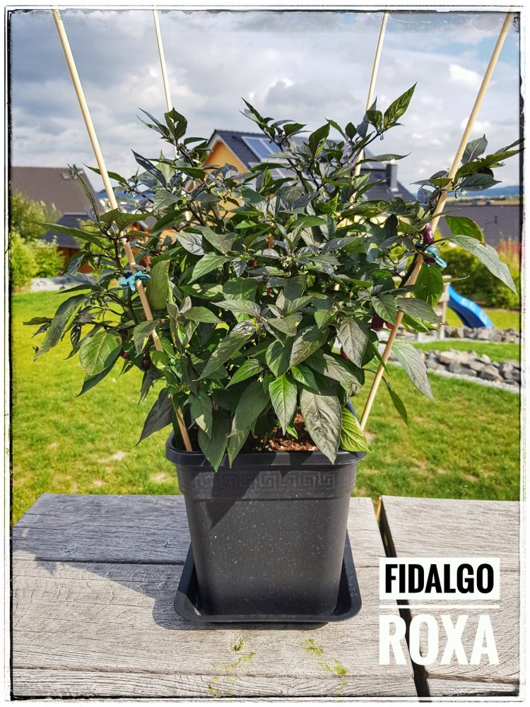 Fidalgo Roxa Pflanze