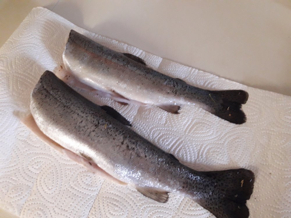 Forellen vor dem Räuchern