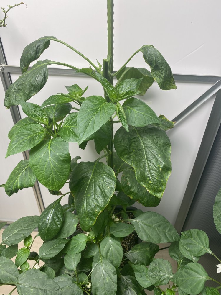 Francos Aji, Spitze gekappt