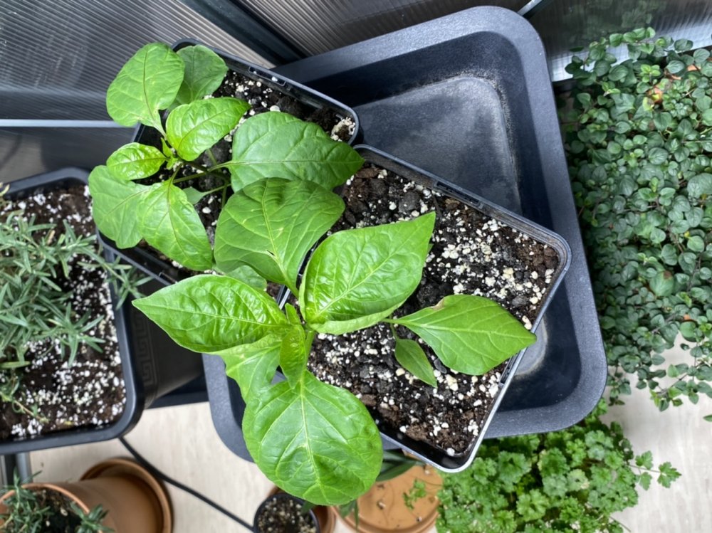 Francos Aji und Jalapeno M