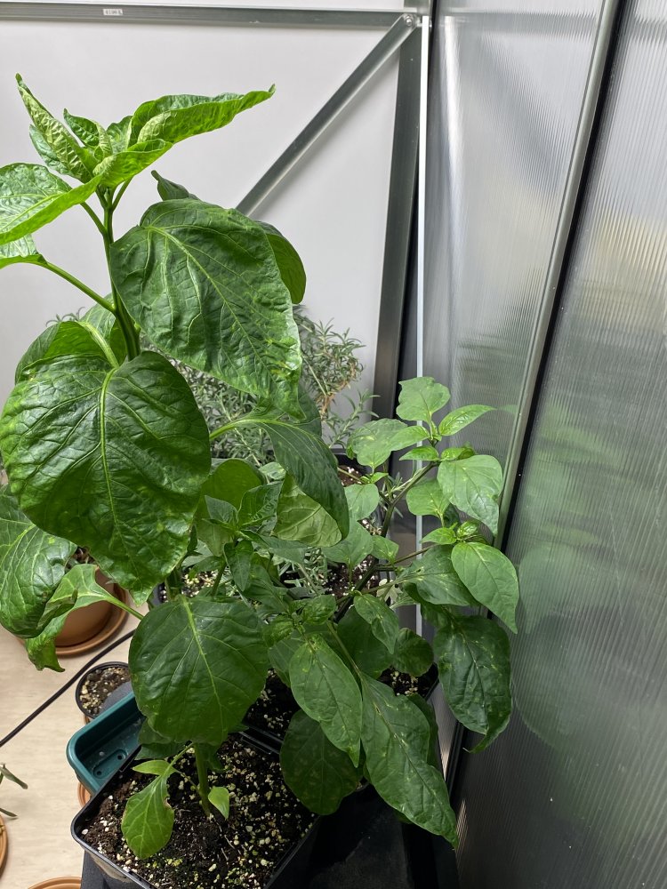 Francos Aji und Jalapeno M