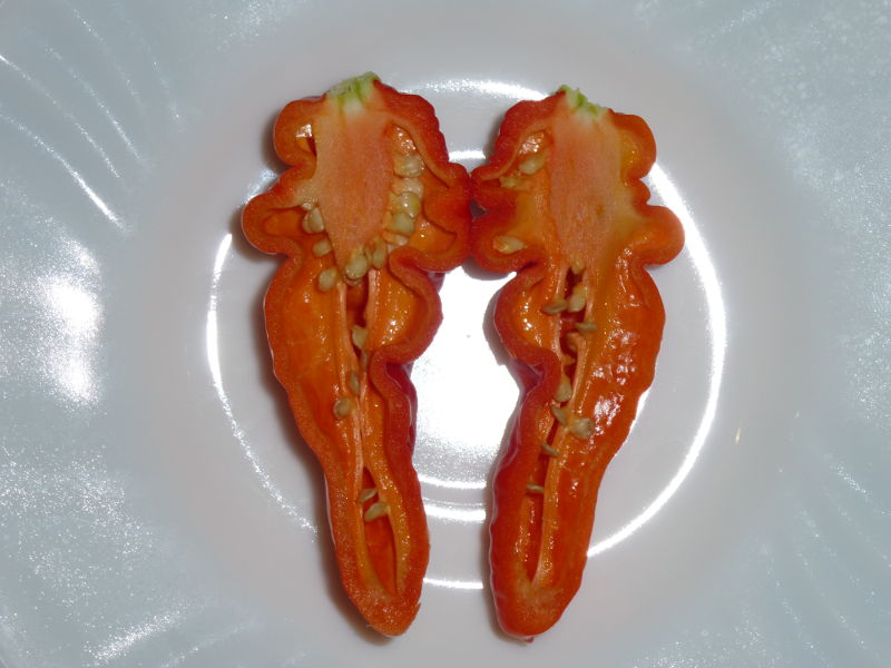 Frucht Trinidad Hornet F4