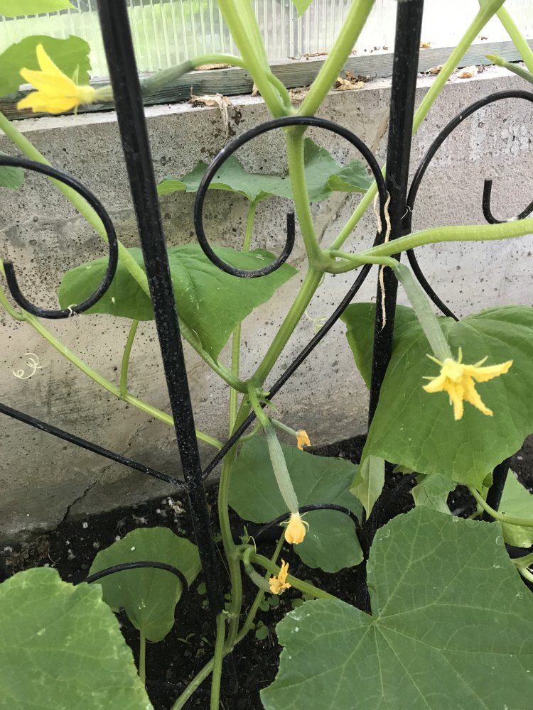 Fruchtansätze Salatgurke