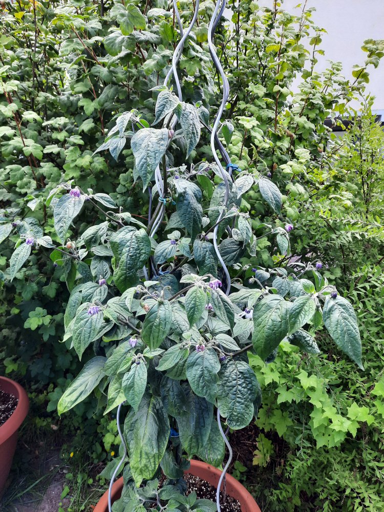 Gelbe Riesen 110722a.jpg