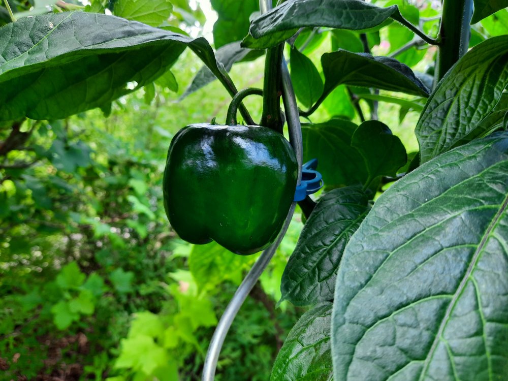 Gelbe Riesen 110722b.jpg