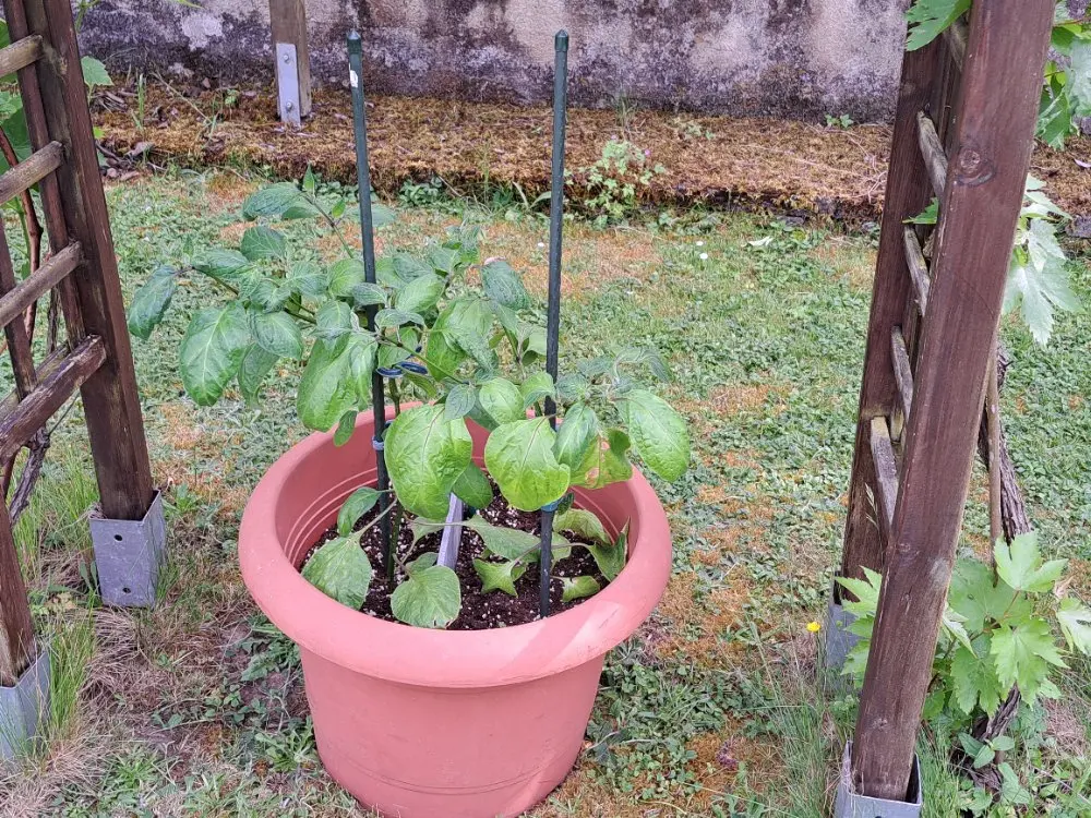 Giant Rocoto 010626.webp