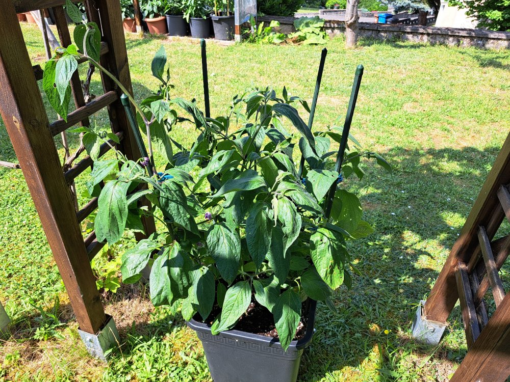 Giant Rocoto 230623 01.jpg