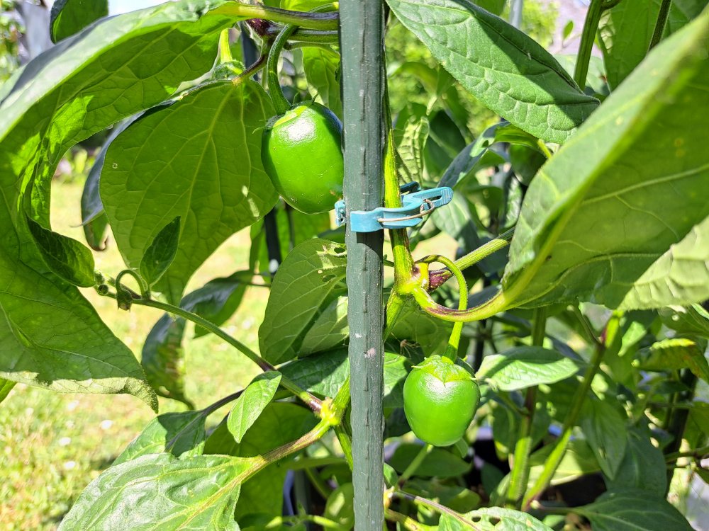 Giant Rocoto 230623 02.jpg