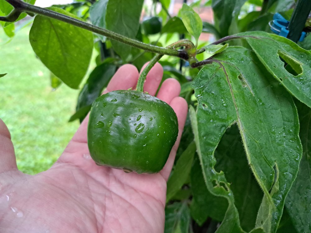 Giant Rocoto 250823 01.jpg