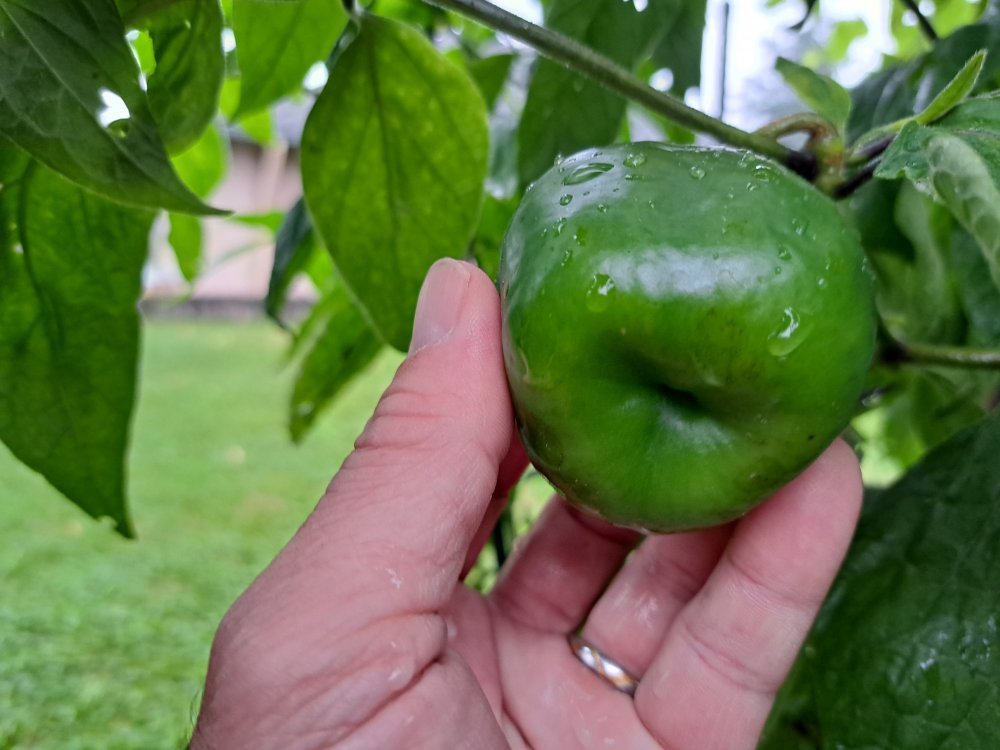 Giant Rocoto 250823 02.jpg