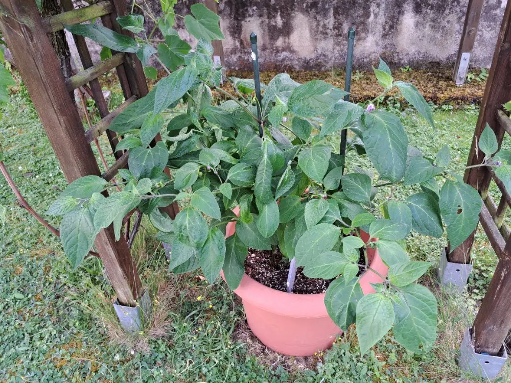 Giant Rocoto 290626 01.webp