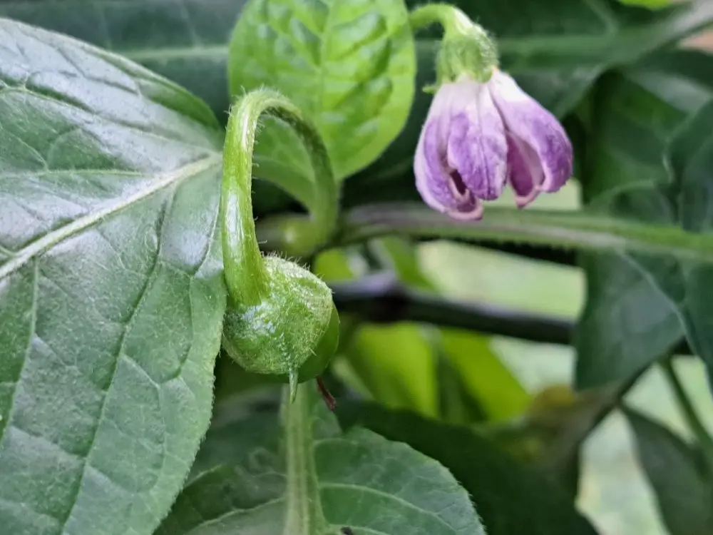 Giant Rocoto 290626 02.webp