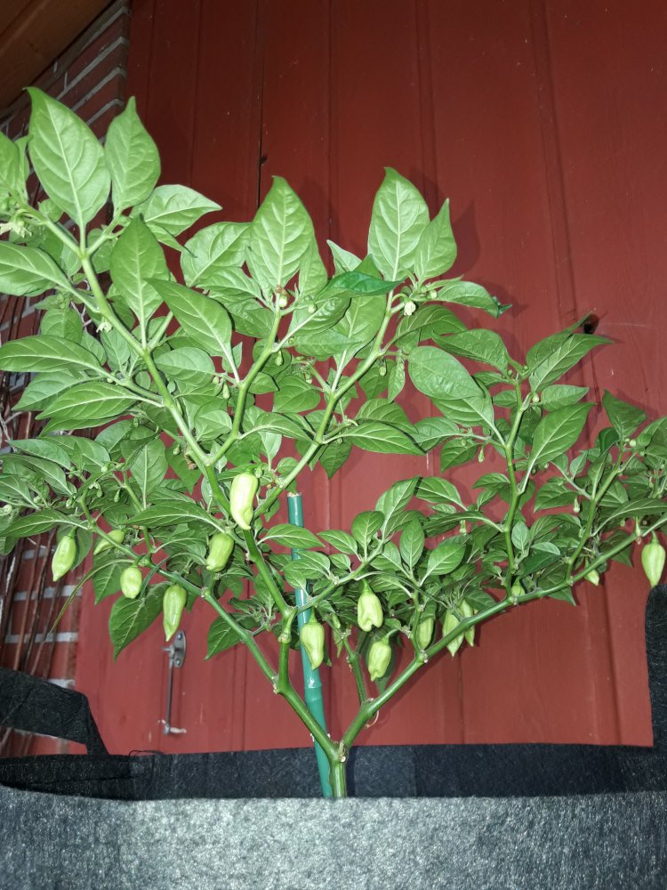 GLL "Monster" Beeren 1