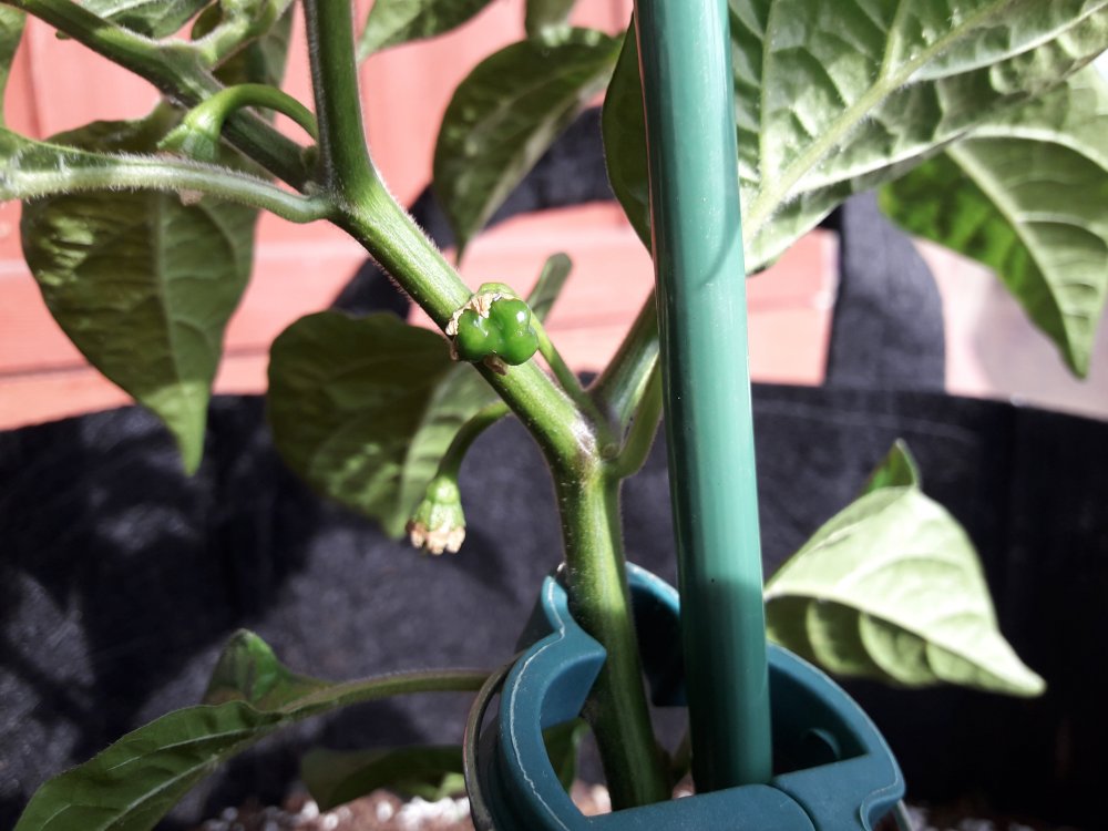 GLL Nr.5 Fruchtansatz