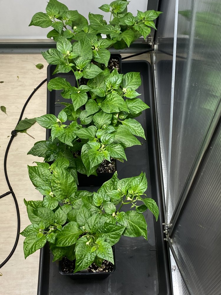 Golden Limon F7 und Fatalii