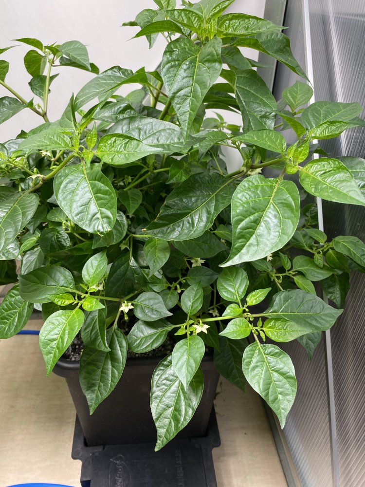 Golden Limon F8