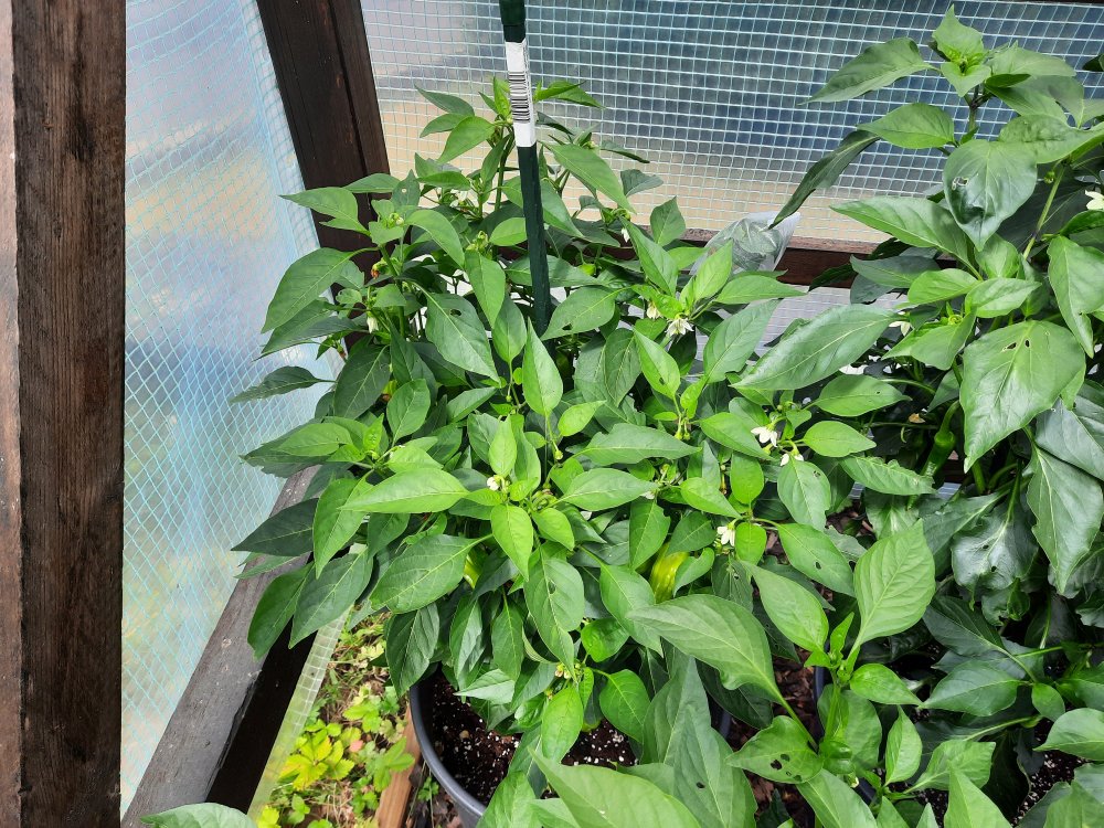 Grekisk Paprika 090722a.jpg