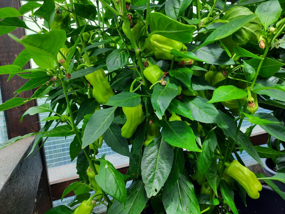 Grekisk Paprika 090722b.jpg