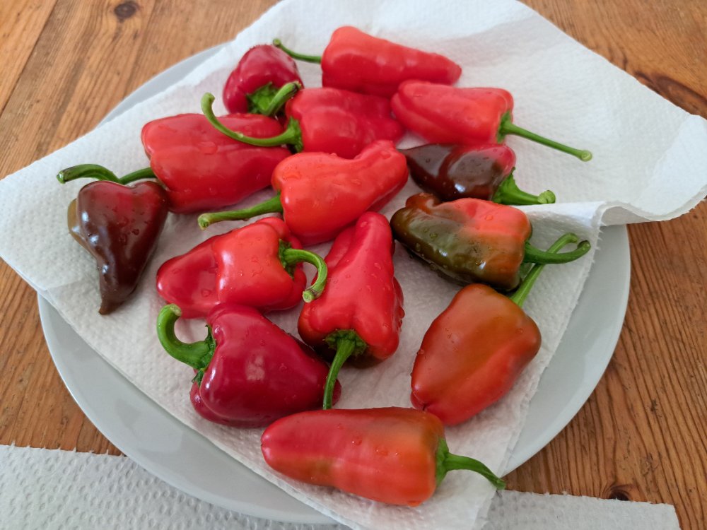 Grillen 010924 02.jpg