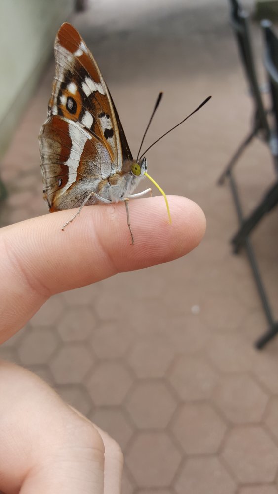 Großer Schillerfalter 2018-06-10