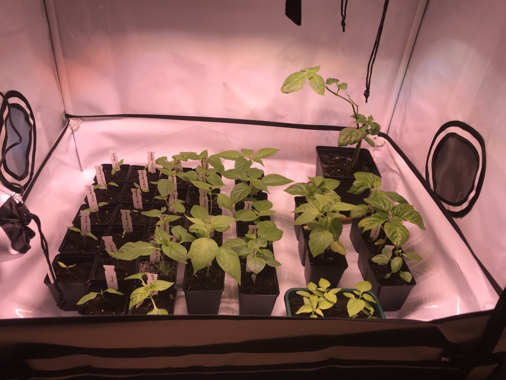 Growbox