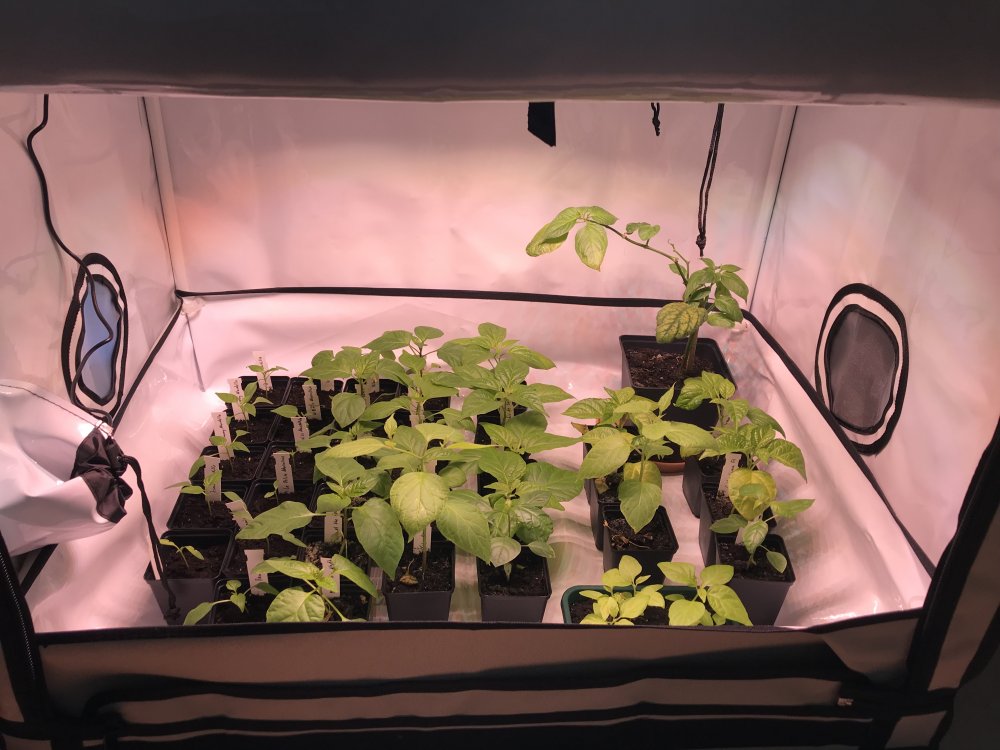 Growbox