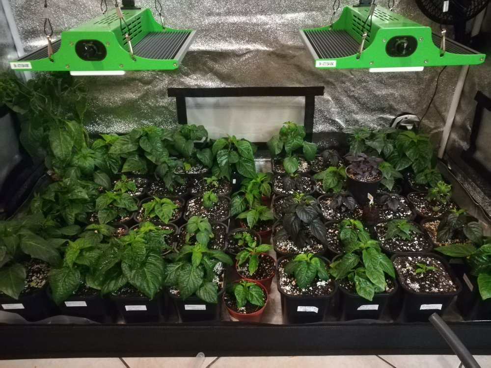 Growing .jpg