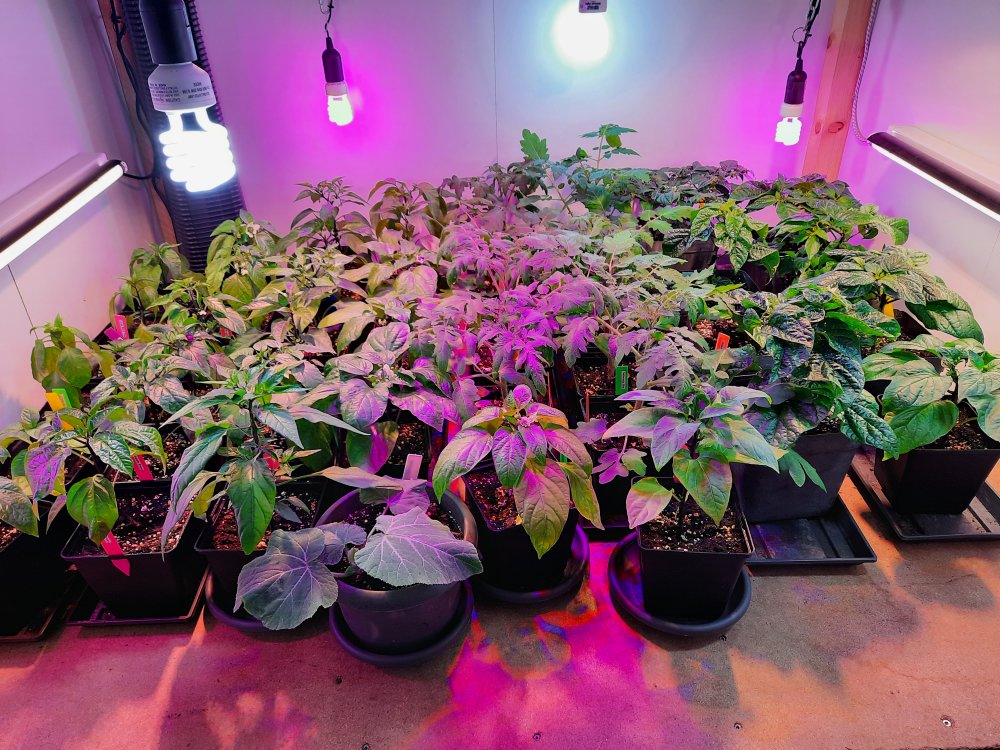 Growschrank 16042021