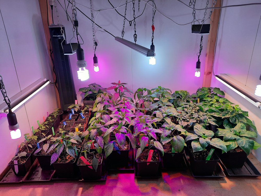 Growschrank 26032021