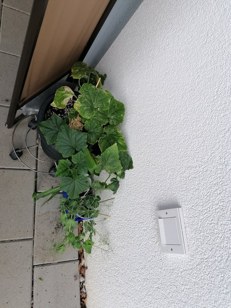 Gurke Mais& Erbsen.jpg