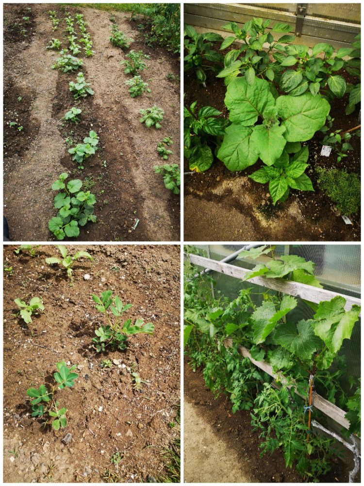 Gurken, Tomaten, Melonen, Erdnüsse, Traube