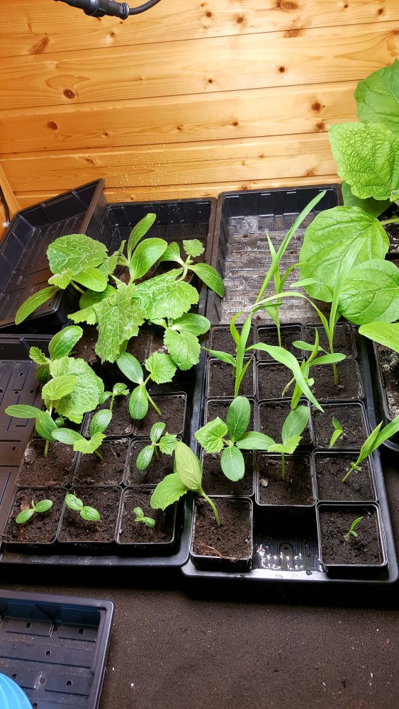 Gurken, Zucchini und Mais