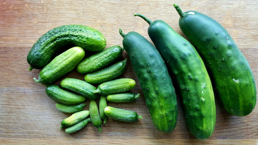 Gurken | Chiliforum - Chili-Pepper.de