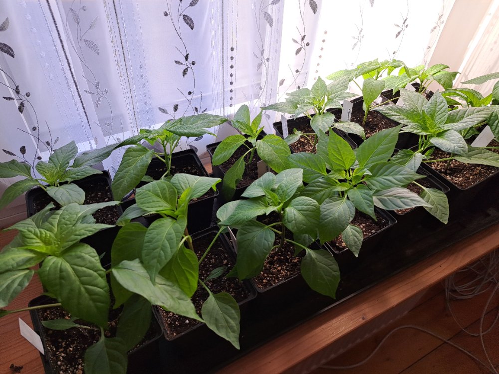 GZ Chilis links  010326.jpg