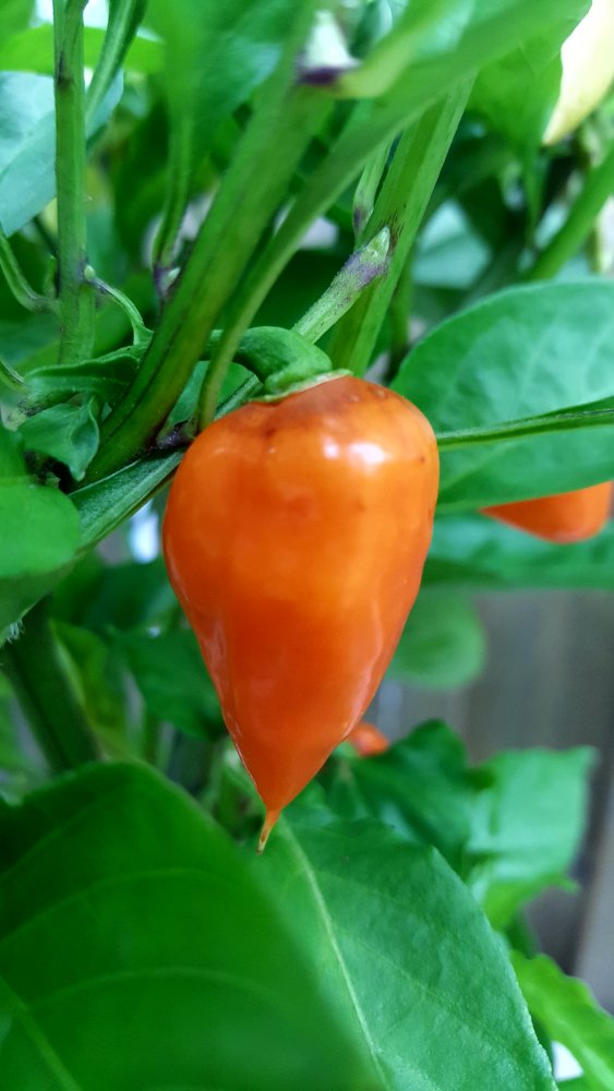 Habanada