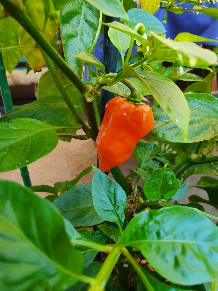 Habanada
