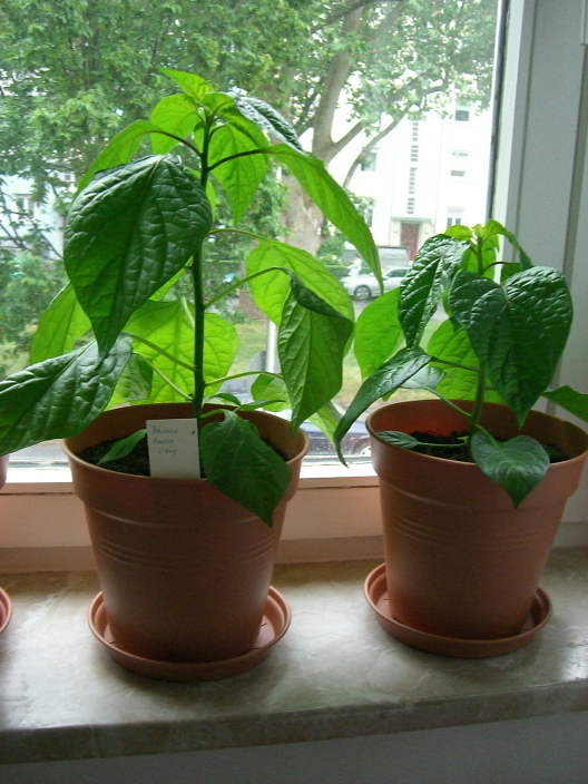 Habanero Amazon, Jungpflanzen