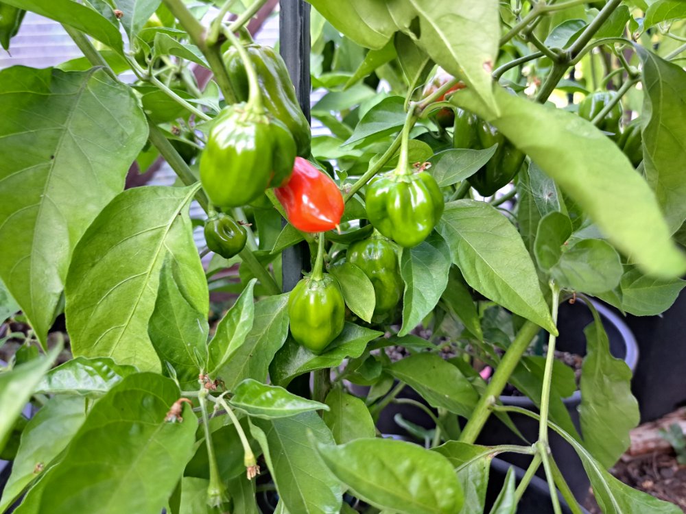 Habanero Dehner 190825.jpg