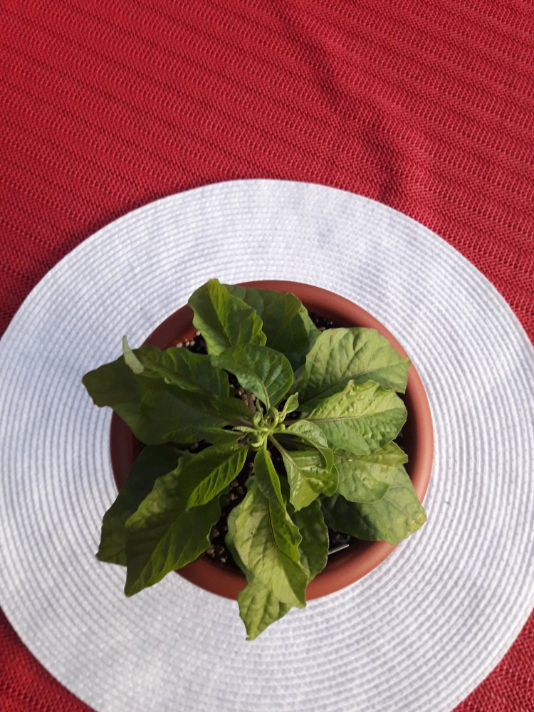 Habañero Gambia April (1)