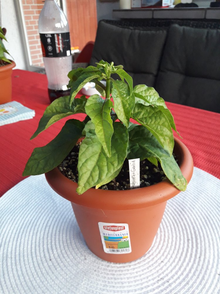 Habañero Gambia April (2)